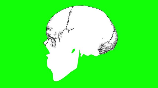 Human skull animation on a green background. Individual bones of the skull are painted in different colors. Skull bones anatomy.