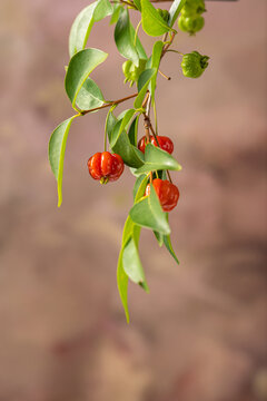 Pitanga, branch with beautiful green and ripe pitangas, abstract background, selective focus.