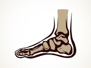 Bones of the foot. Vector drawing