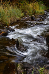Fototapeta premium mountain river in the forest