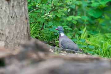 The common wood pigeon (Columba palumbus)

