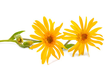 Arnica montana flowers - 473359067