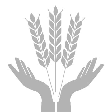 image of hands and ears of wheat, symbol of fertility, vector illustration