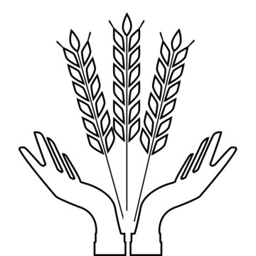 image of hands and ears of wheat, symbol of fertility, vector illustration