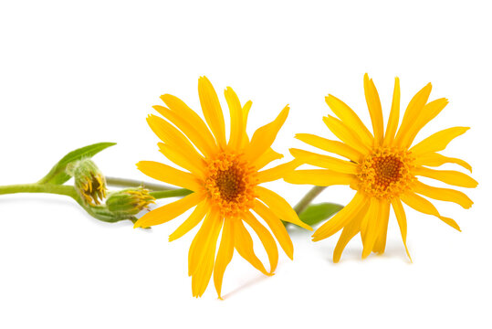 Arnica montana flowers