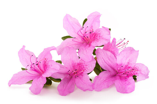 Azaleas flowers