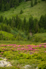 Rhododendron pink flowers photographed on top of the mountains. These plants come to life during months May, June and July at higher altitudes. Photo taken in Romania, on a peak from Bucegi.