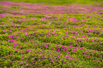 Rhododendron pink flowers photographed on top of the mountains. These plants come to life during months May, June and July at higher altitudes. Photo taken in Romania, on a peak from Bucegi.