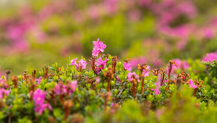 Rhododendron pink flowers photographed on top of the mountains. These plants come to life during months May, June and July at higher altitudes. Photo taken in Romania, on a peak from Bucegi.