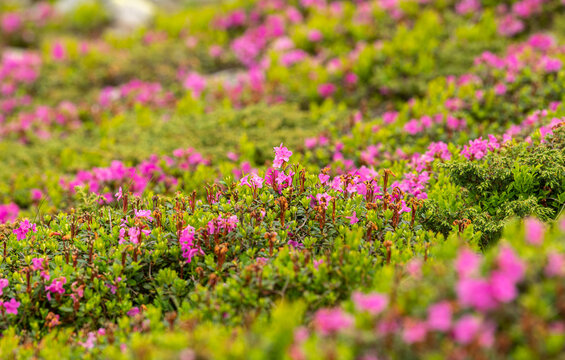 Rhododendron Pink Flowers Photographed On Top Of The Mountains. These Plants Come To Life During Months May, June And July At Higher Altitudes. Photo Taken In Romania, On A Peak From Bucegi.