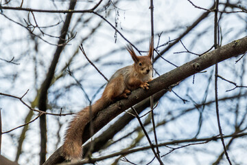 Naklejka na ściany i meble Curious little red squirrel on the tree branch in the autumn park