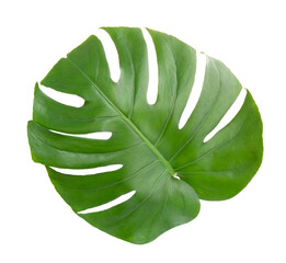 Monstera leaf isolated on white background.  Split leaf Philodendron plant isolated on white background.