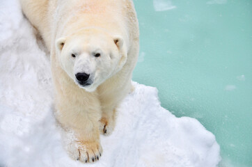 Fototapeta na wymiar polar bear on ice