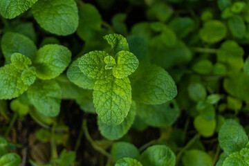Fototapeta na wymiar Piękne zielone liście świeżej mięty w ogródku.