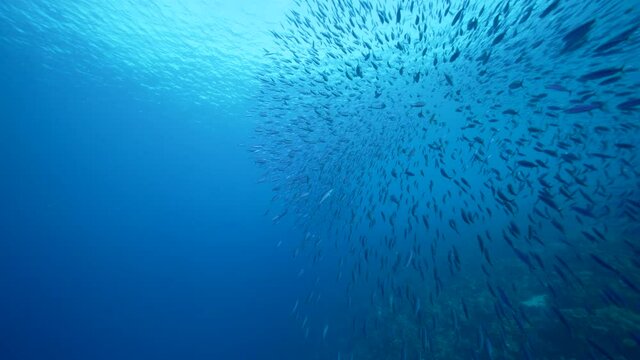 Seascape with School of Boga Fish in the coral reef of the Caribbean Sea, Curacao