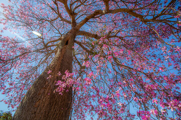 Paineira Rosa - (ceiba speciosa)