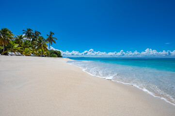 Palm Ocean Sky Paradise