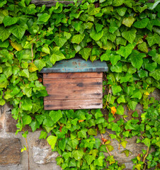 Wooden mailbox on a wall covered with ivy