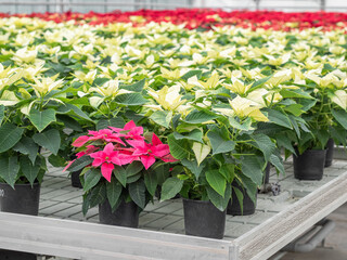 Poinsettia Euphorbia pulcherrima in the greenhouse