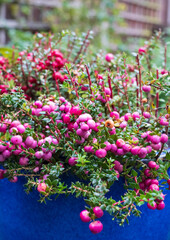 Evergreen shrub in a blue ceramic plant pot, with large ornamental pink and purple berries which appear in winter. The bush is called Gaultheria Mucronata, Pernettya or Prickly Heath. 