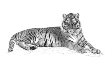 Hand drawn tiger, sketch graphics monochrome illustration on white background