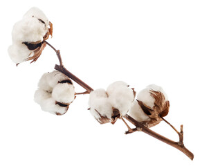 Cotton branch on a white background. Isolated