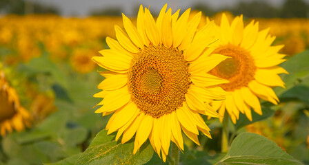 Champs de tournesols.	