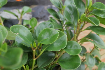 Fototapeta premium Lush little plant with round leaves