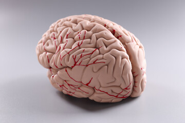 Artificial plastic model of human brain on gray background