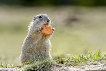 Groundhog peeks out of the burrow in the meadow and eats carrots.