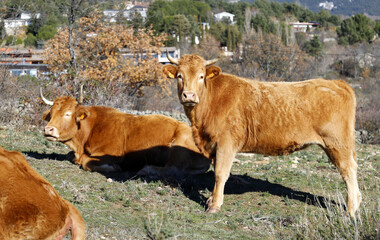 ganado bovino en el campo, vacas de carne
