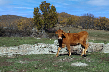 ganado vacuno de carne en el campo