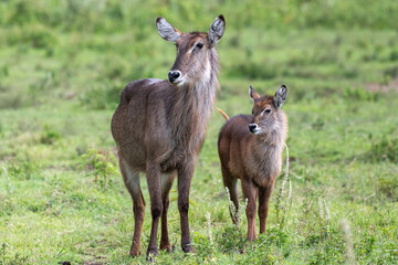 Naklejka na ściany i meble A waterbuck mother and her young very attentive at Arusha National Park, Tanzania, Africa.