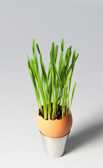 Growing young greens in eggshells. Easter decoration. Eco-friendly cultivation of seedlings on a white background. Vertically, close-up