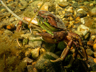 A close-up picture of a crab among seaweeds. Picture from The Sound, between Sweden and Denmark