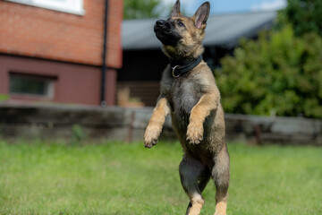 Dog portrait of an eight weeks old German Shepherd puppy with a green grass background. Sable colored, working line breed