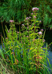 Close up of Valerian (Valeriana officinalis)
