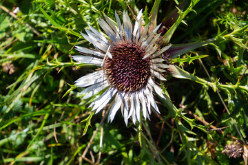 Close up of a silver thistle, also called Carlina acaulis or Silberdistel