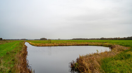 Marshland in a new created nature reserve near Utrecht and Hilversum, Netherlands

