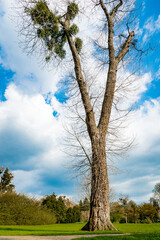 A Single Tree Standing Alone with Blue Sky and Grass.
