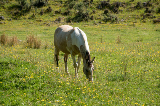 Horse in the Tararua Forest Park,North island of New Zealand