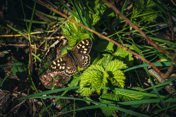 Close-Up Of Butterfly On Leaf