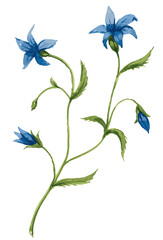 Watercolor vector drawing of delicate wild bellflower