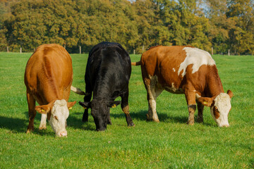 Herd of cows at summer green field. Cows On On Farmland