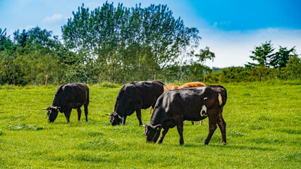 Naklejka na ściany i meble Cows On On Farmland. Herd of cows at summer green field