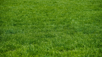 Full frame shot of Grass or Lawn texture