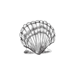 Scallop or shell in sketch style with engraving, vector illustration isolated on white background.
