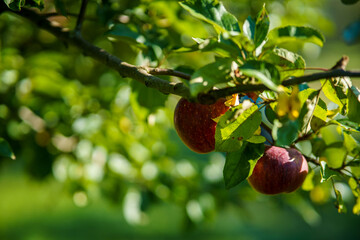 apples on tree