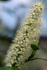 Prunus laurocerasus cherry laurel flowering plants, group of white flowers on bush branches in bloom, green leaves