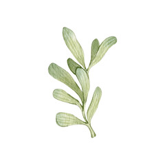 Watercolor Christmas traditional mistletoe berries and leaves clipart